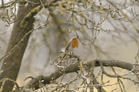 Robin sitting in the tree Stock Photos