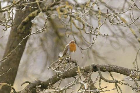 Robin sitting in the tree Stock Photos