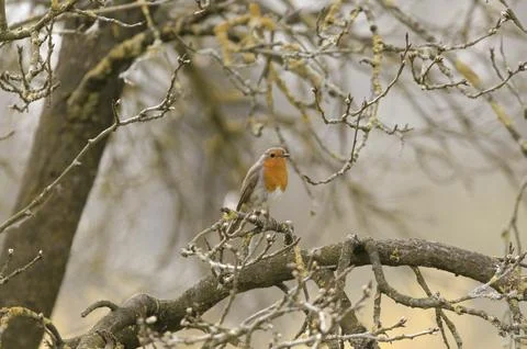 Robin sitting in the tree Stock Photos
