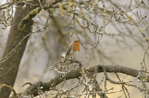 Robin sitting in the tree Stock Photos