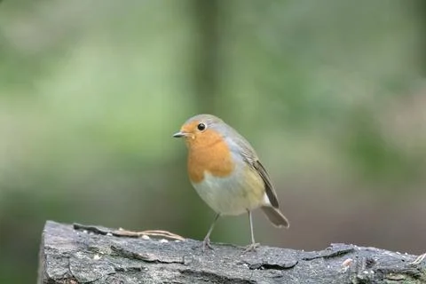 Robin sitting on a tree trunk in a tranquil forest Stock Photos