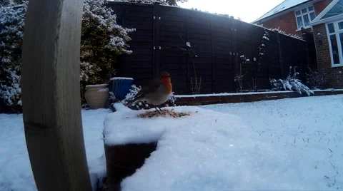 Robin in snow 01 Video stock 46502491