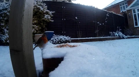 Robin in snow 01-ProRes 25fps Stock Footage 46502538
