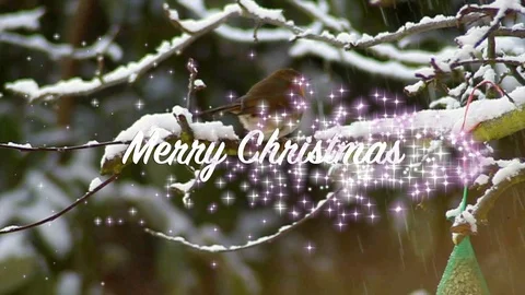 Robin on a Snow covered tree branch with 'Merry Christmas' text overlay Stock Footage 98781585
