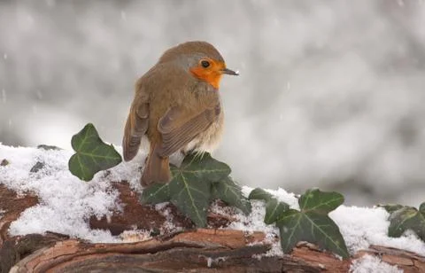 Robin in snow Stock Photos