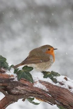 Robin in snow 스톡 사진