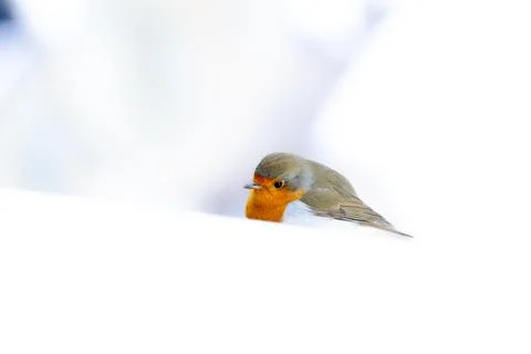 Robin in the snow Stock Photos