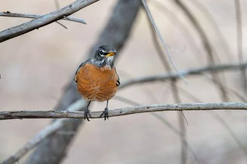 Robin in Spring Stock Photos