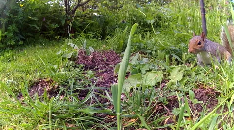 Robin &amp; Squirrel 01 Video stock 50697582