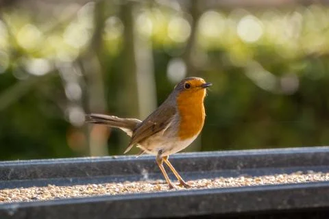 Robin standing on the bird table Stock Photos