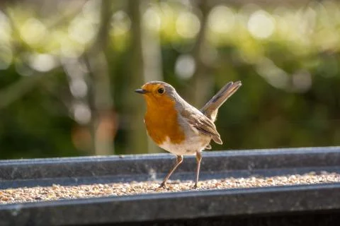 Robin standing on the bird table Stock Photos