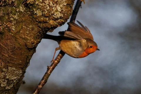 Robin standing on a branch Foto stock