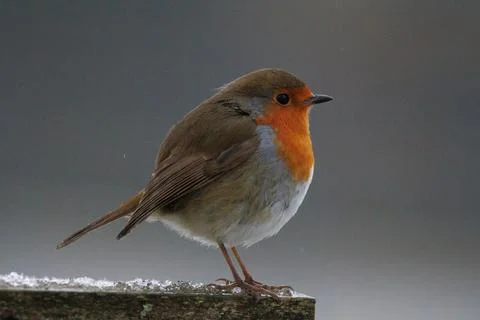 Robin standing on a branch Stock-Fotos