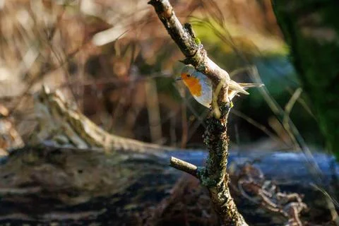 Robin standing on a branch Stock-Fotos