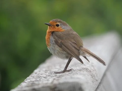 Robin standing on the top of a bench Stock Photos