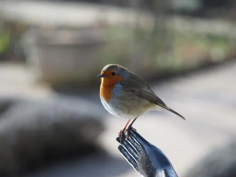 Robin on a statue hand backlit Stock Photos