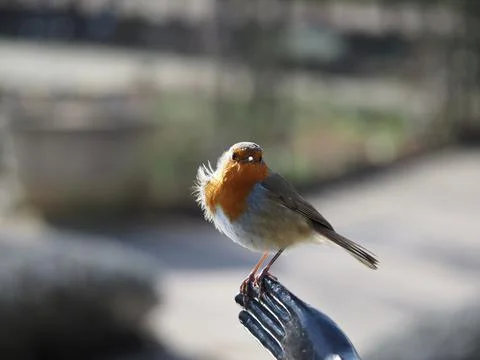 Robin on a statue hand backlit with wind in his hair 库存照片