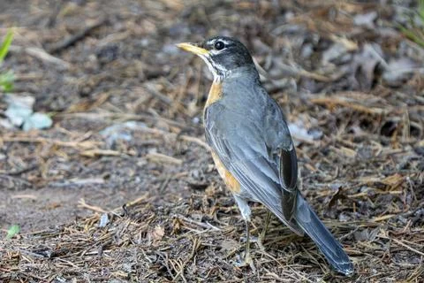 Robin in Summer Stock Photos