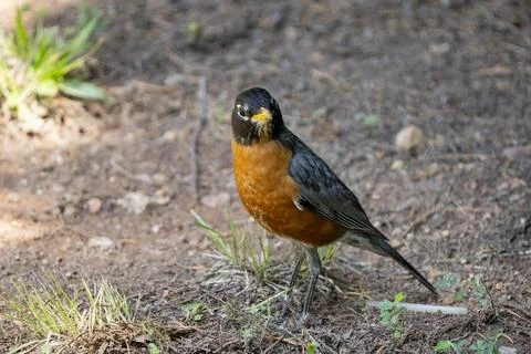 Robin in Summer Stock Photos