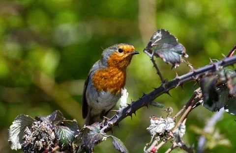Robin in the sun Stock Photos