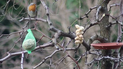 A robin takes advantage of a feeder full of food to feed himself Stock Footage 100473020