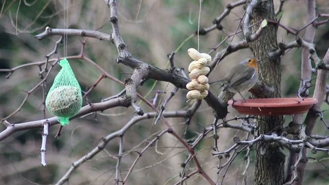 A robin takes advantage of a feeder full of food to feed himself Stock Footage 100473378