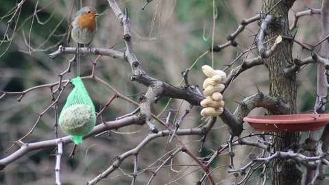 A robin takes advantage of a feeder full of food to feed himself Stock Footage 100473558