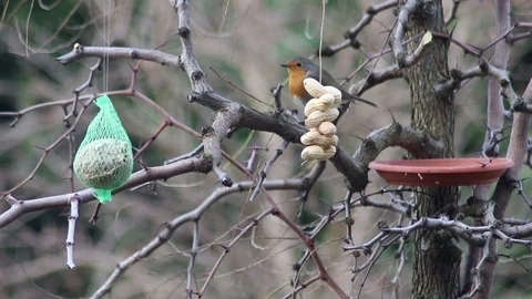 A robin takes advantage of a feeder full of food to feed himself Stock Footage 100473618