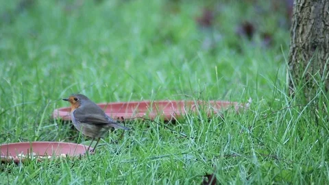 A robin takes advantage of a feeder full of food in the green grass Stock Footage 100514551