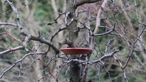 A robin takes advantage of a feeder full of food to feed himself Stock Footage 100707238