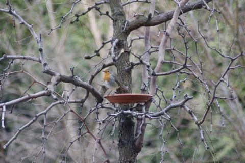 A robin takes advantage of a feeder full of food to feed himself during the hars Stock Photos