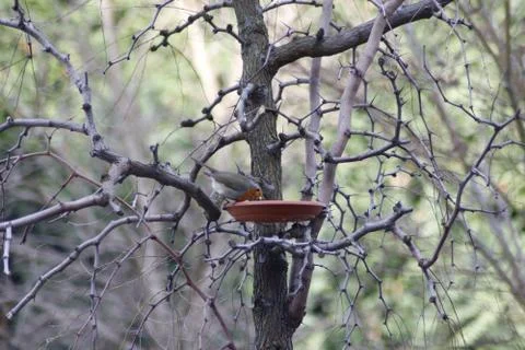 A robin takes advantage of a feeder full of food to feed himself during the hars Stock Photos