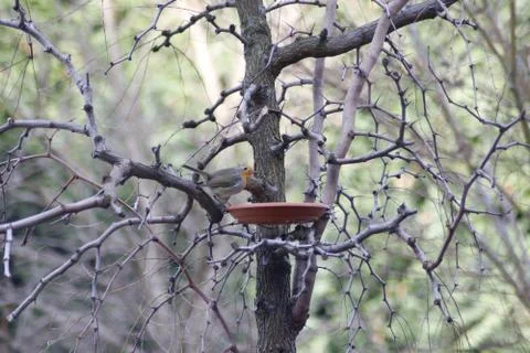A robin takes advantage of a feeder full of food to feed himself during the hars Stock Photos