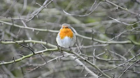 Robin takes flight Stock-Footage 10743172