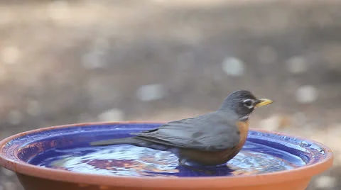 Robin takes a leisurely bath Stock Footage 24686964
