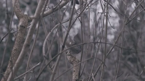 Robin Taking off from Bushes Stock Footage 236141383