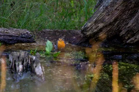 Robin taking a refreshment during summer on the Veluwe. Stock Photos