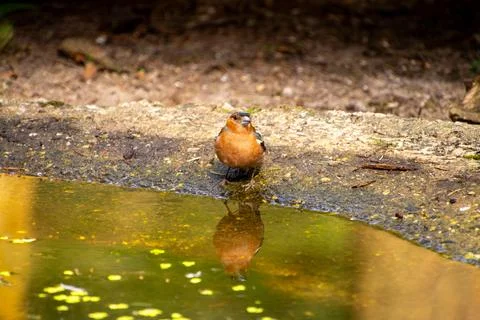 Robin taking a refreshment during summer on the Veluwe. Stock Photos