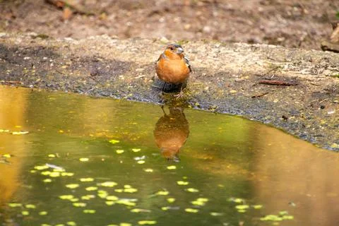 Robin taking a refreshment during summer on the Veluwe. Stock Photos
