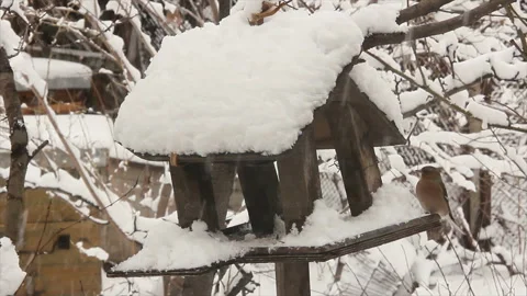 Robin, tomtits and sparrows on birdfeeder Stock Footage 131475489