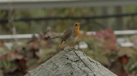 A robin on top of a bird table in a British garden. 1920 x 1080p HD Stock Footage 42802714