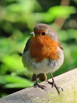Robin with a Treat Stock Photos
