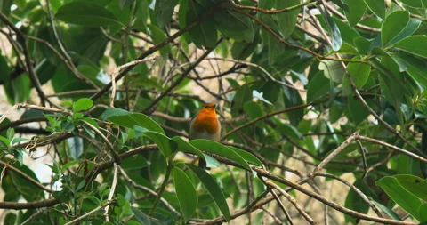 Robin On A Tree Branch Stock Footage 151834876