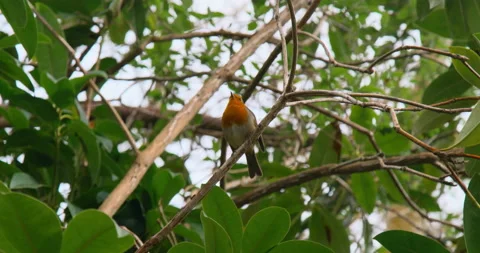 Robin On A Tree Branch Low Angle Stock Footage