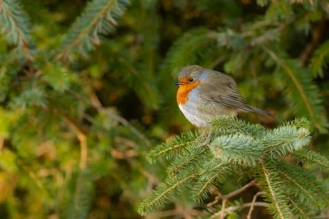 Robin on tree branch Foto stock
