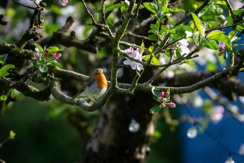 A Robin on a Tree Branch with Spring Blossom Around Stock Photos