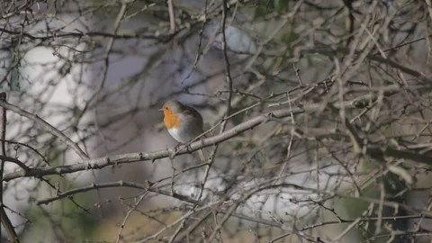 Robin in tree on crisp spring day 2nd robin flies into shot 스톡 동영상 73419250