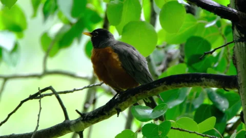 Robin in a tree day summer cleaning itself Stock Footage 239961016