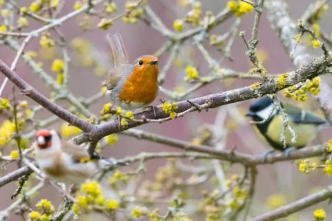 Robin tree flowers Stock Photos