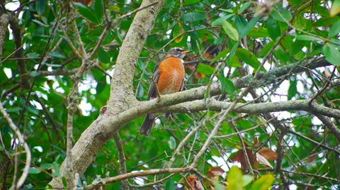 Robin in a tree 库存影片 1099181